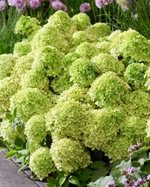 Bunddække-hortensia `Groundbreaker®` Greeny